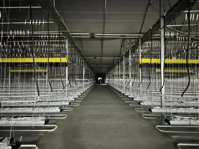 BİR SERA HİKAYESİ 