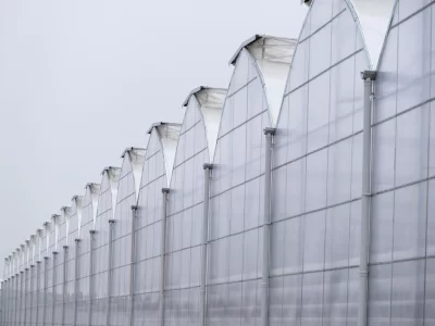 BİR SERA HİKAYESİ 