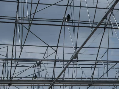 BİR SERA HİKAYESİ 