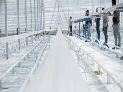 BİR SERA HİKAYESİ 