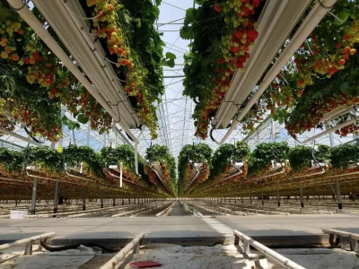 MODERN ÇİLEK SERASI