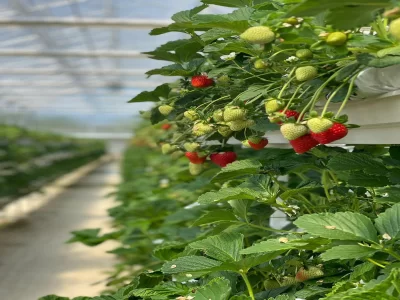 MODERN ÇİLEK SERASI