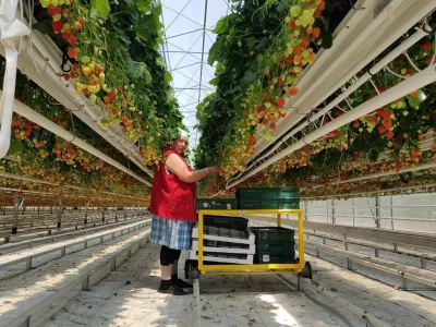 MODERN ÇİLEK SERASI