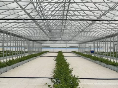 MODERN YABANMERSİNİ