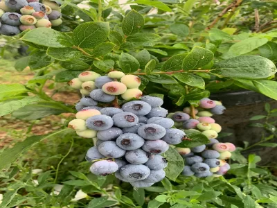 MODERN YABANMERSİNİ