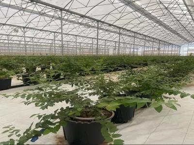 MODERN YABANMERSİNİ