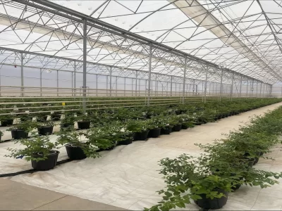 MODERN YABANMERSİNİ