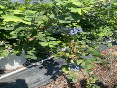 MODERN YABANMERSİNİ